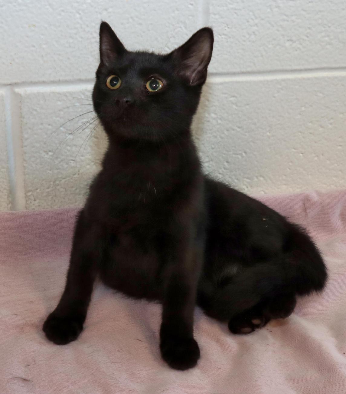 Enlarge Salem, a Adopted Domestic Short Hair in Euclid, OH image 3/5