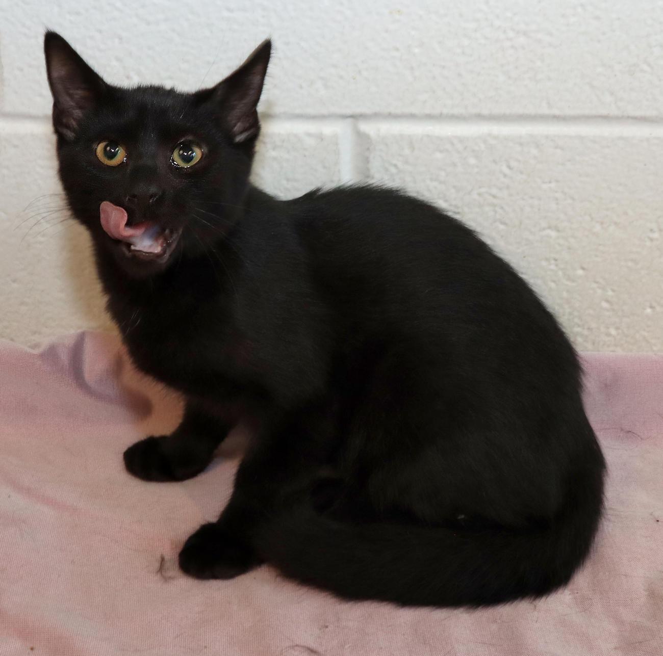 Enlarge Salem, a Adopted Domestic Short Hair in Euclid, OH image 4/5