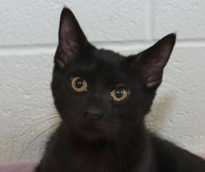 Salem, Adopted, Kitten Male Domestic Short Hair.