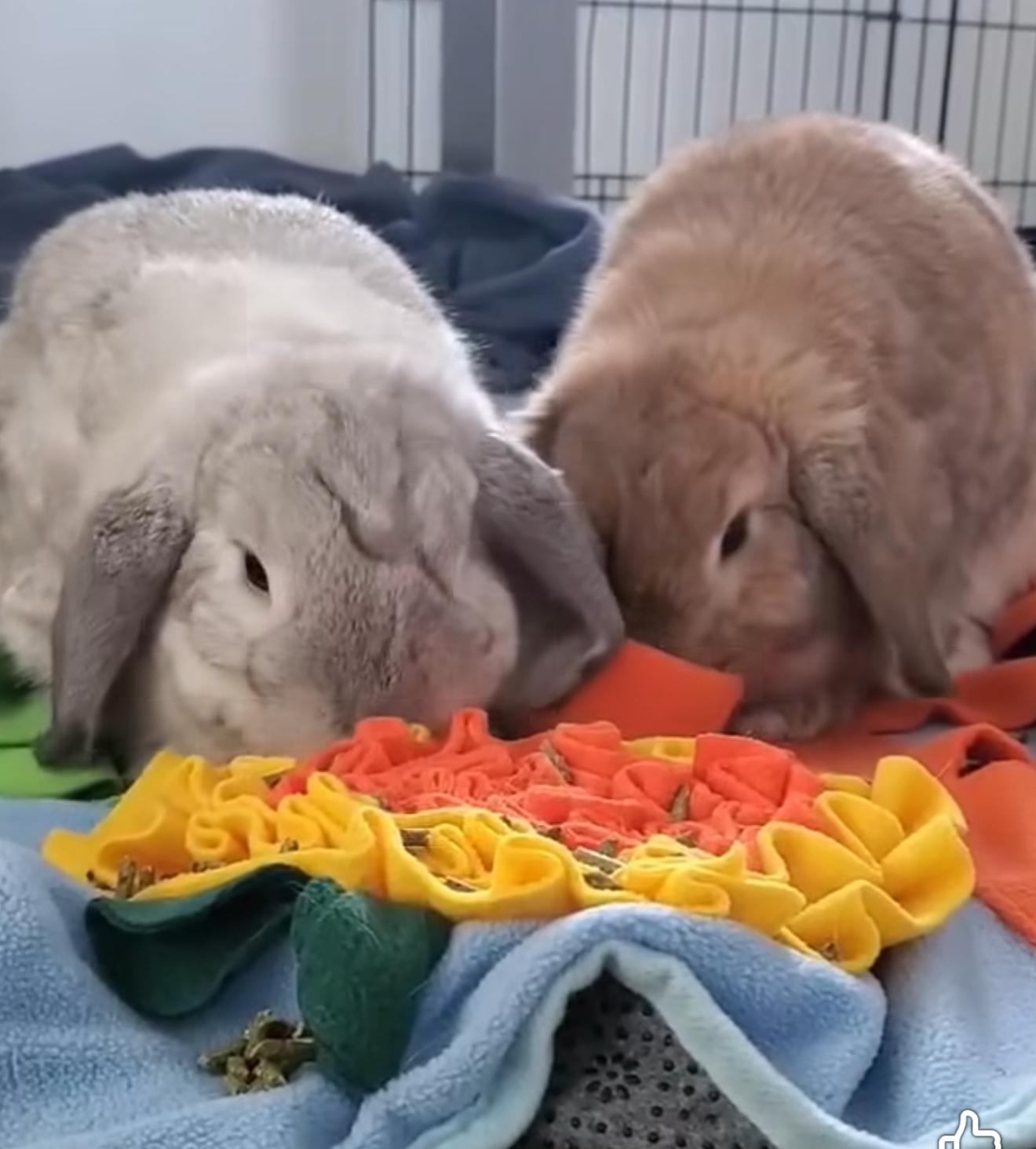 Enlarge Molly and Maurice, a Adoptable Lop Eared in St. Charles, MO image 2/4