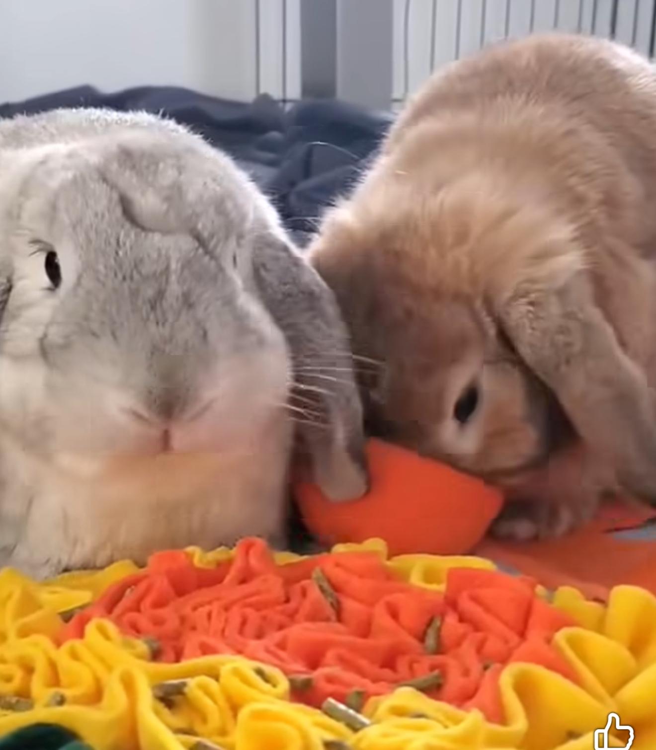 Enlarge Molly and Maurice, a Adoptable Lop Eared in St. Charles, MO image 3/4