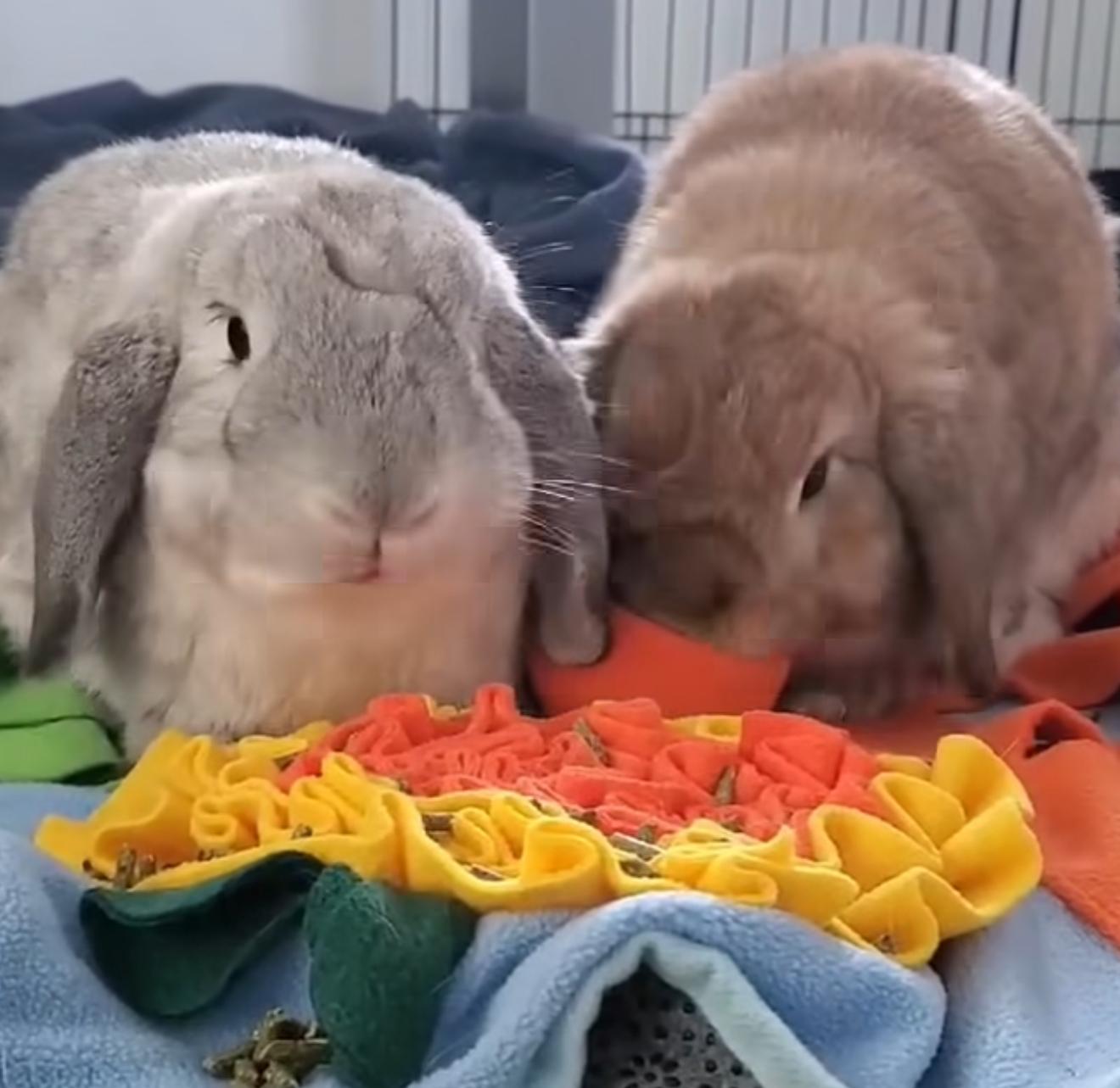 Enlarge Molly and Maurice, a Adoptable Lop Eared in St. Charles, MO image 4/4