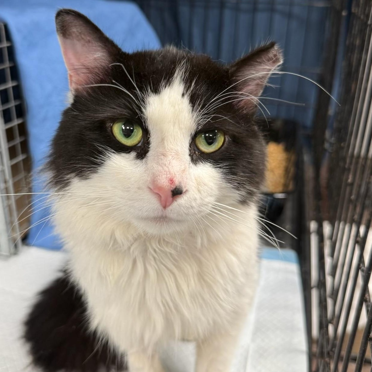 Enlarge Lucas, an adopted Domestic Medium Hair in Bronx, NY image 5/5