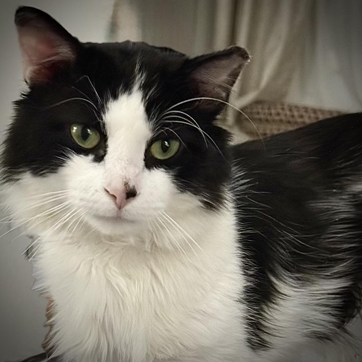 Enlarge Lucas, an adopted Domestic Medium Hair in Bronx, NY image 2/5