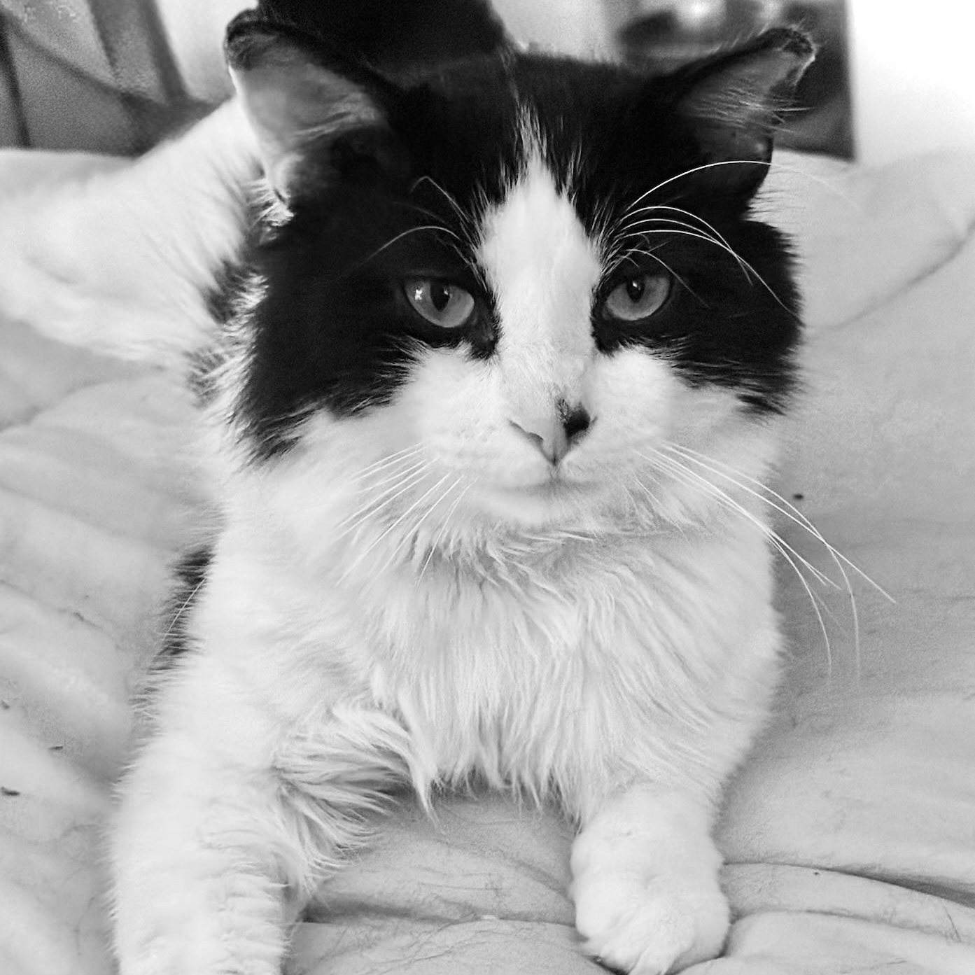 Enlarge Lucas, an adopted Domestic Medium Hair in Bronx, NY image 1/5