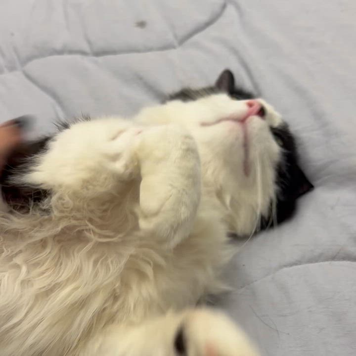 Enlarge Lucas, an adopted Domestic Medium Hair in Bronx, NY video 3/5