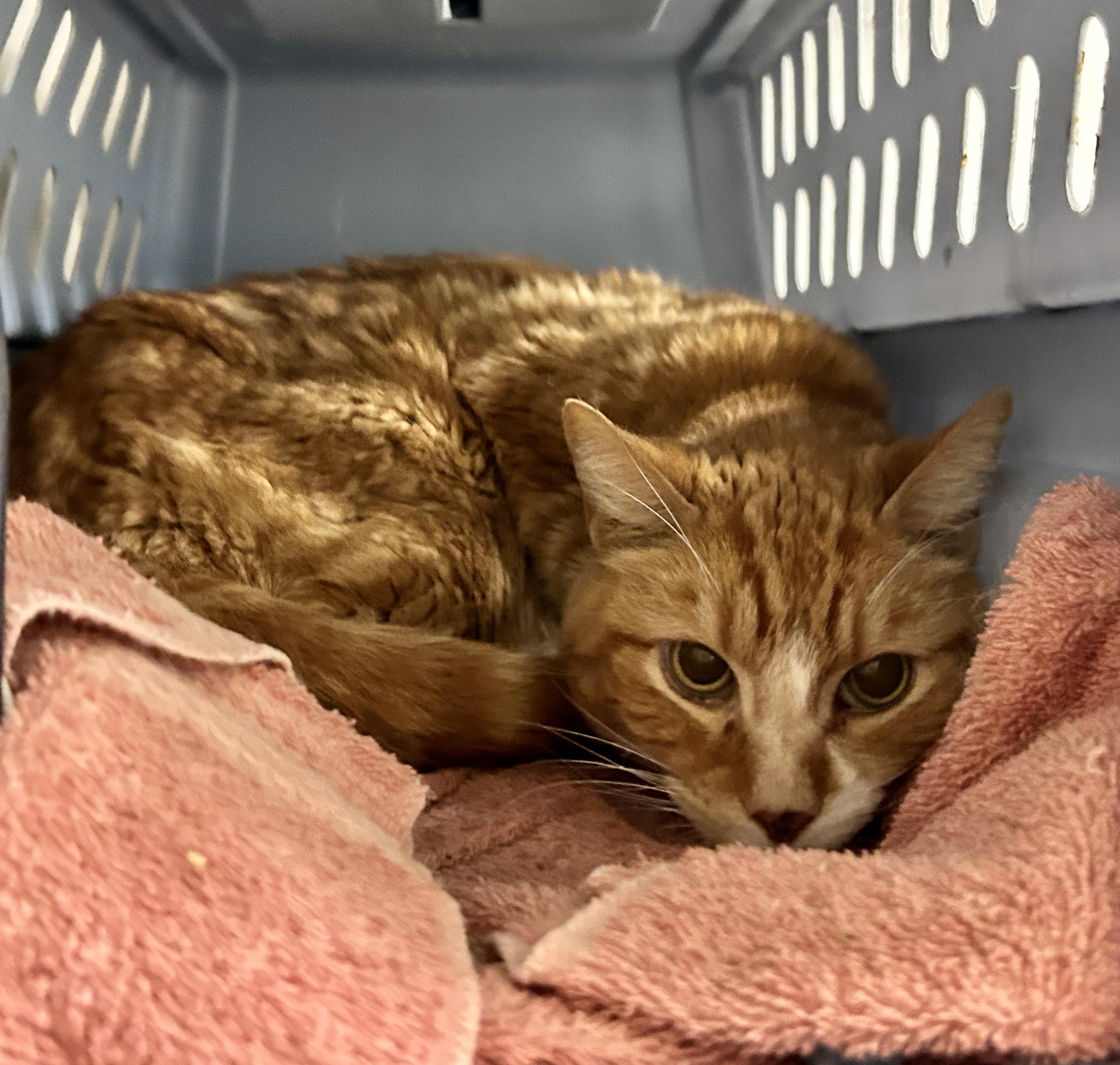 Enlarge Caise, a ADOPTABLE Tabby in Maple Ridge, BC image 3/4