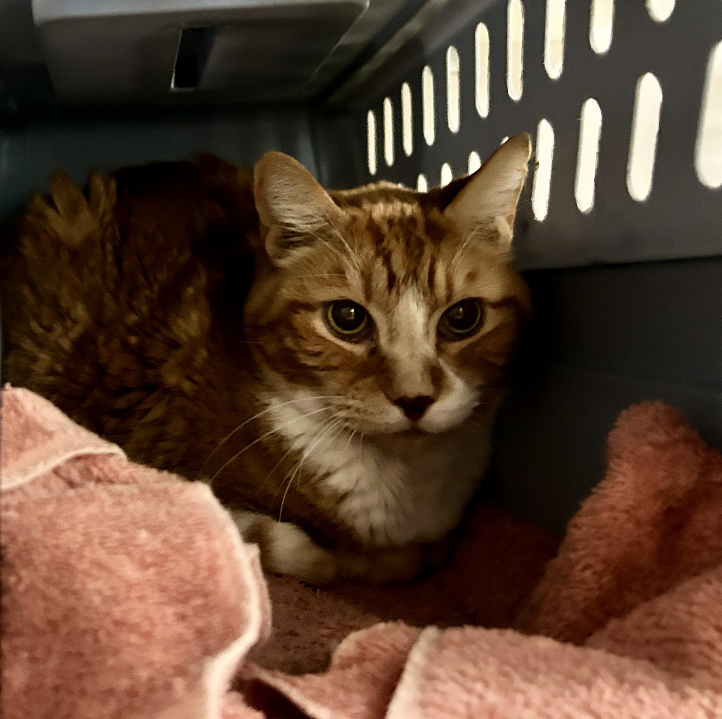 Enlarge Caise, a ADOPTABLE Tabby in Maple Ridge, BC image 4/4