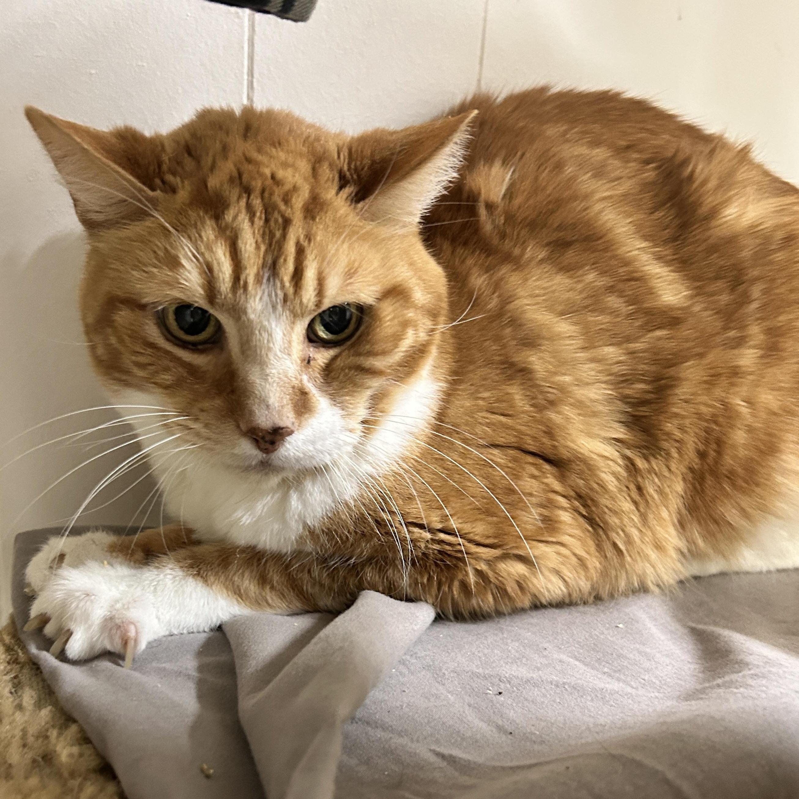 Enlarge Caise, a ADOPTABLE Tabby in Maple Ridge, BC image 2/4