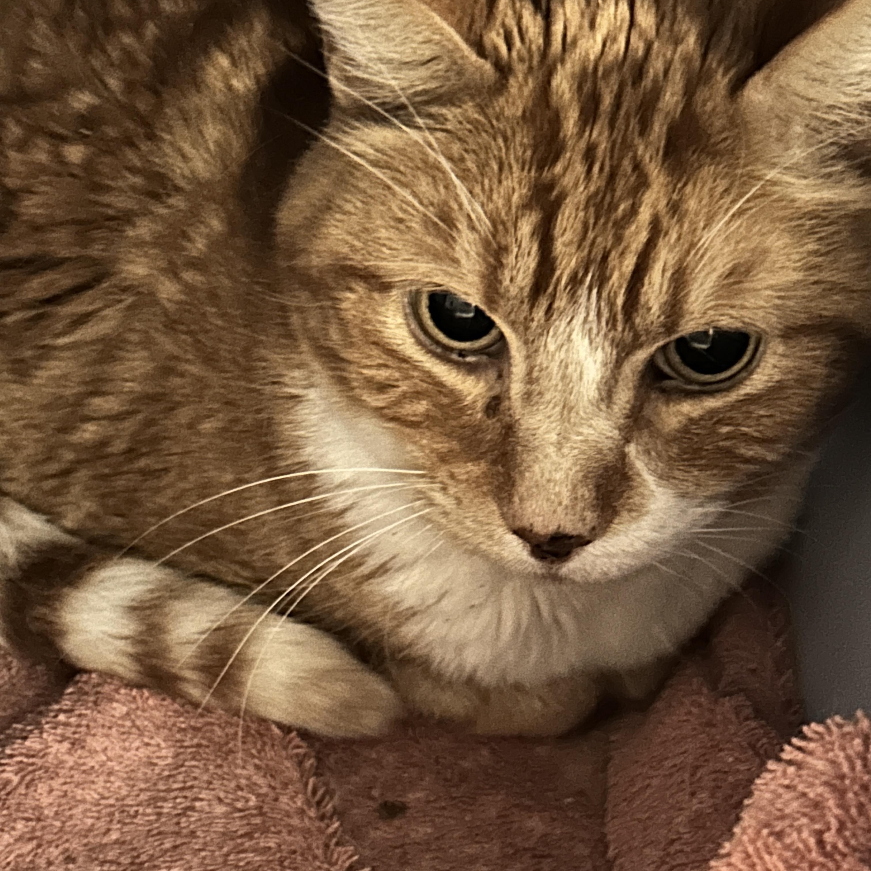 Enlarge Caise, a ADOPTABLE Tabby in Maple Ridge, BC image 1/4