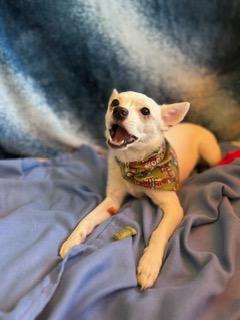Winston, an adopted Chihuahua in Madison Heights, MI image 5/6