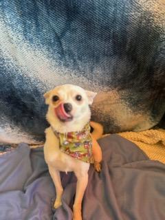 Winston, an adopted Chihuahua in Madison Heights, MI image 3/6