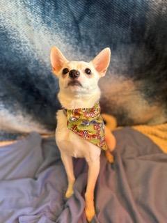 Winston, an adopted Chihuahua in Madison Heights, MI image 2/6