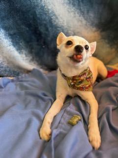 Winston, an adopted Chihuahua in Madison Heights, MI image 6/6