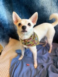 Winston, adopted, Adult Male Chihuahua.