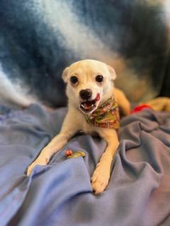 Winston, an adopted Chihuahua in Madison Heights, MI image 4/6