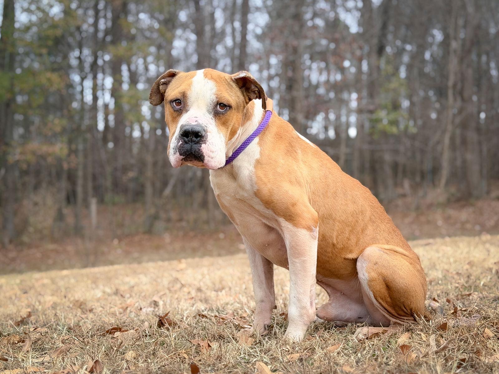 Glenn, Adoptable, Adult Male Mixed Breed.
