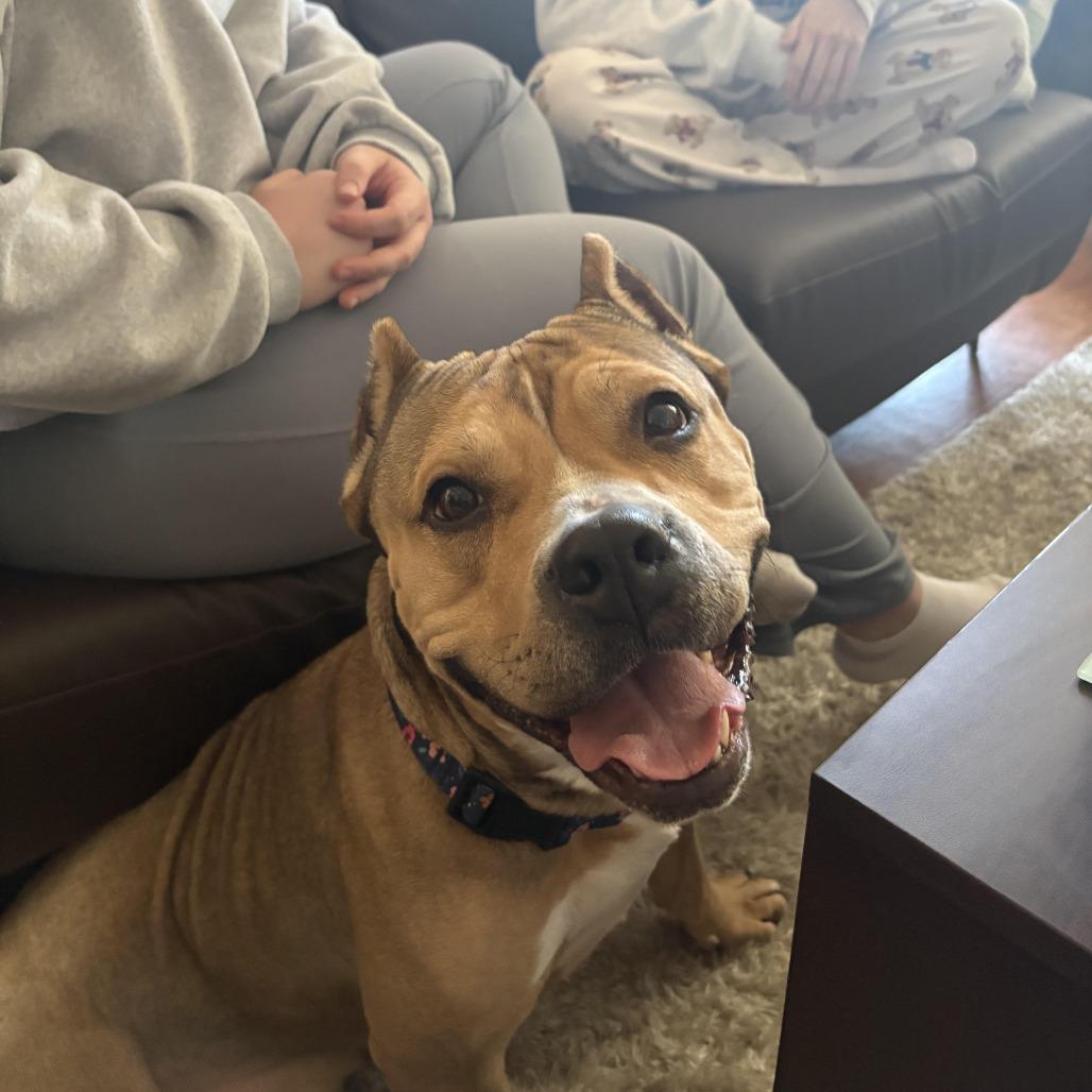 Linde, Adoptable, Adult Female Pit Bull Terrier.