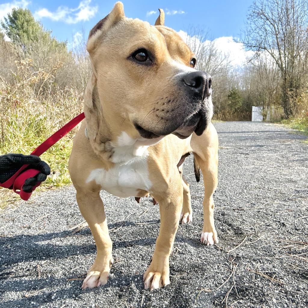 Enlarge Linde, a Adoptable Pit Bull Terrier in Harrisonburg, VA image 2/6