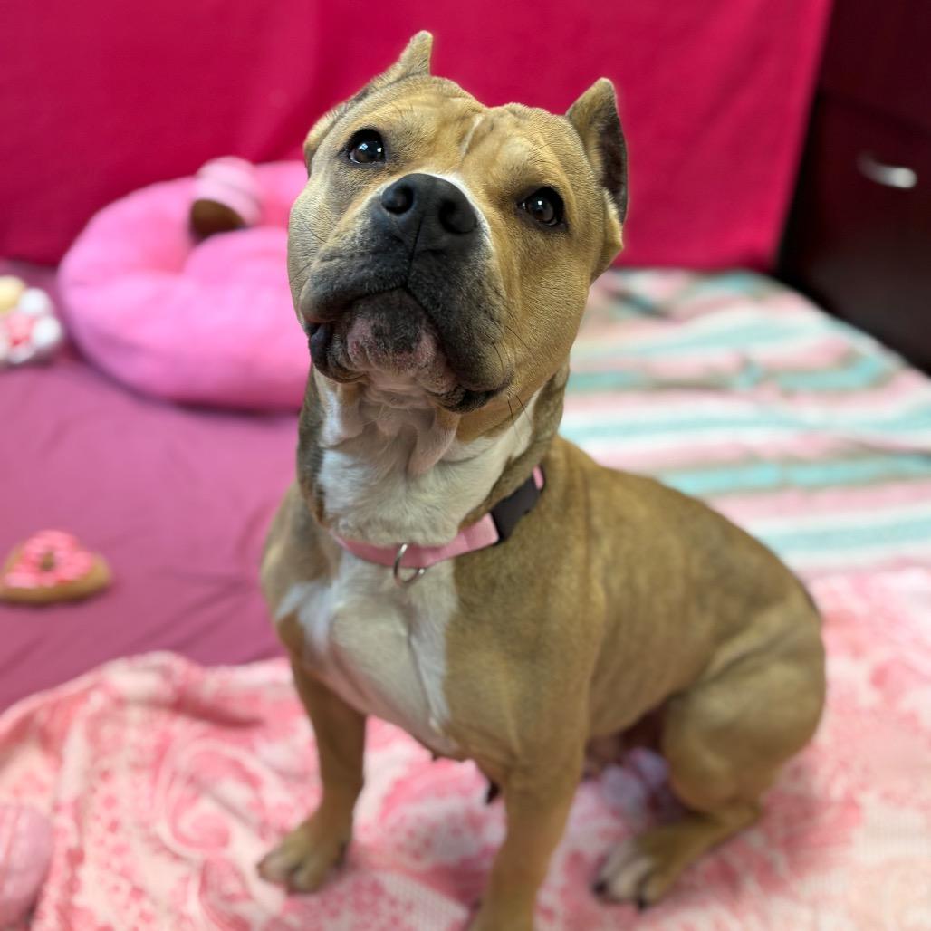 Enlarge Linde, a Adoptable Pit Bull Terrier in Harrisonburg, VA image 3/6