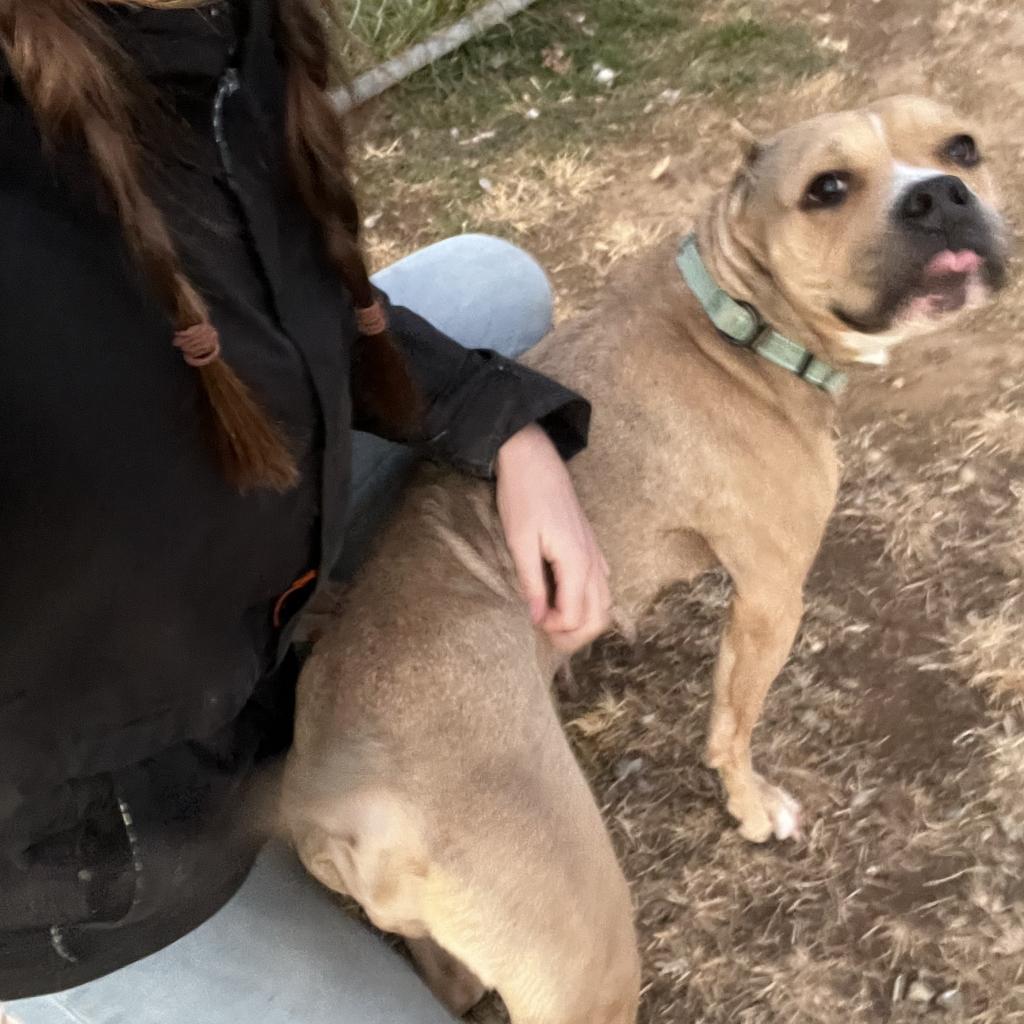Enlarge Linde, a Adoptable Pit Bull Terrier in Harrisonburg, VA image 4/6