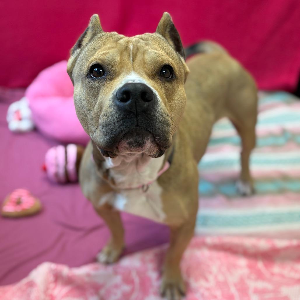 Enlarge Linde, a Adoptable Pit Bull Terrier in Harrisonburg, VA image 5/6