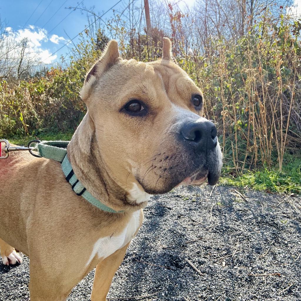 Enlarge Linde, a Adoptable Pit Bull Terrier in Harrisonburg, VA image 6/6