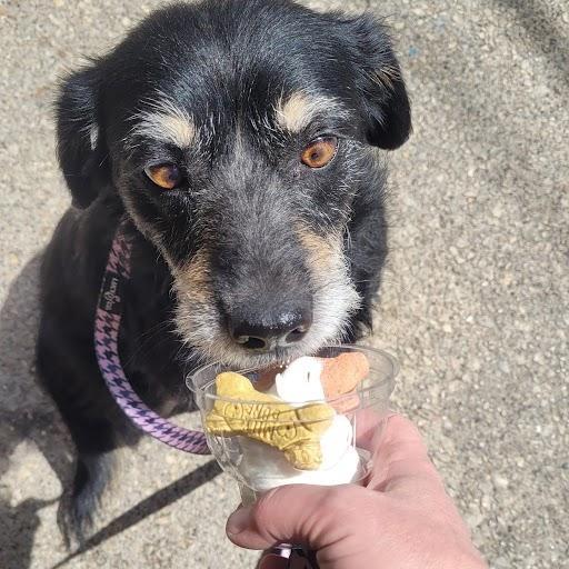 Rita, a ADOPTABLE mixed breed in Minneapolis, MN image 3/6