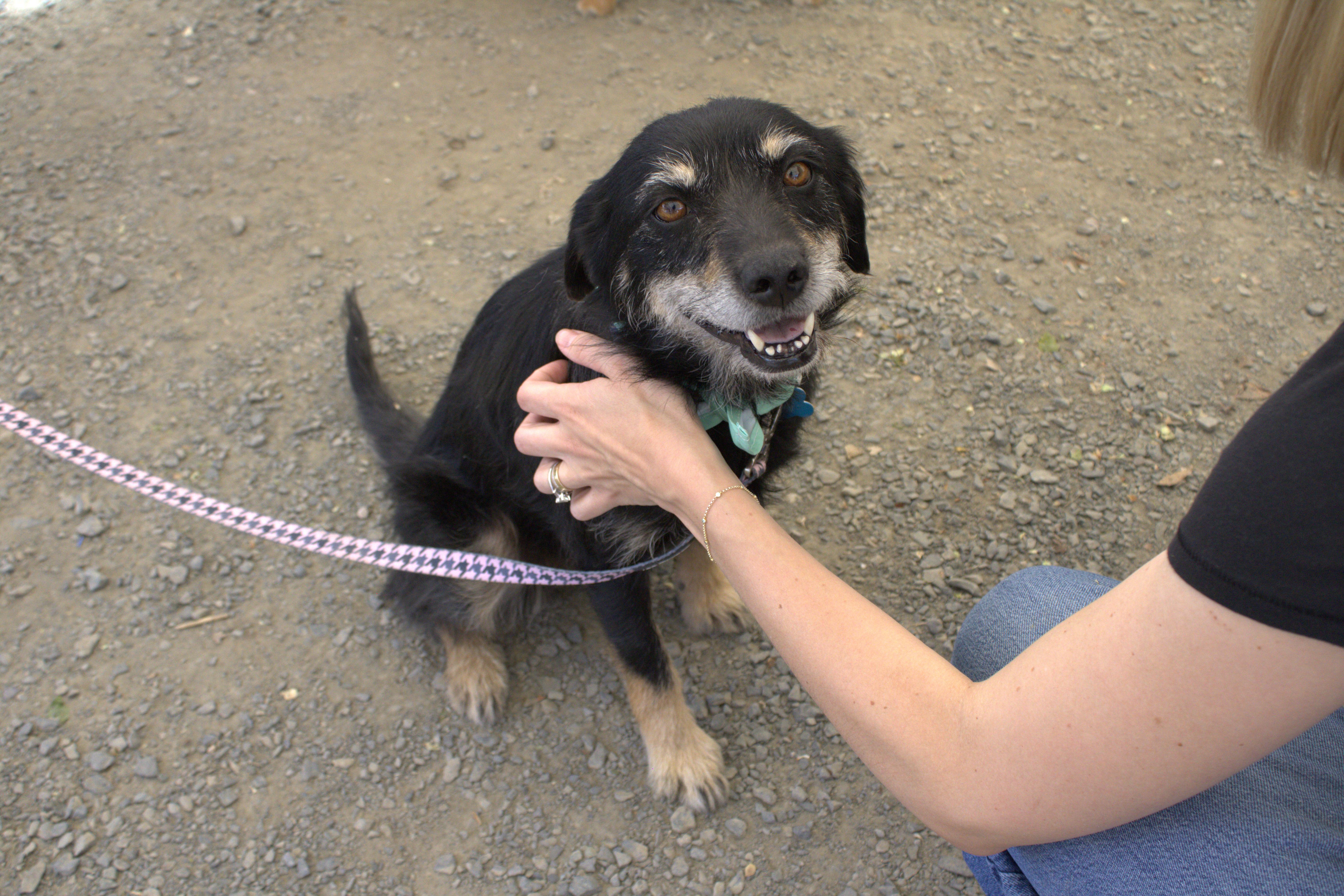 Rita, a ADOPTABLE mixed breed in Minneapolis, MN image 1/6