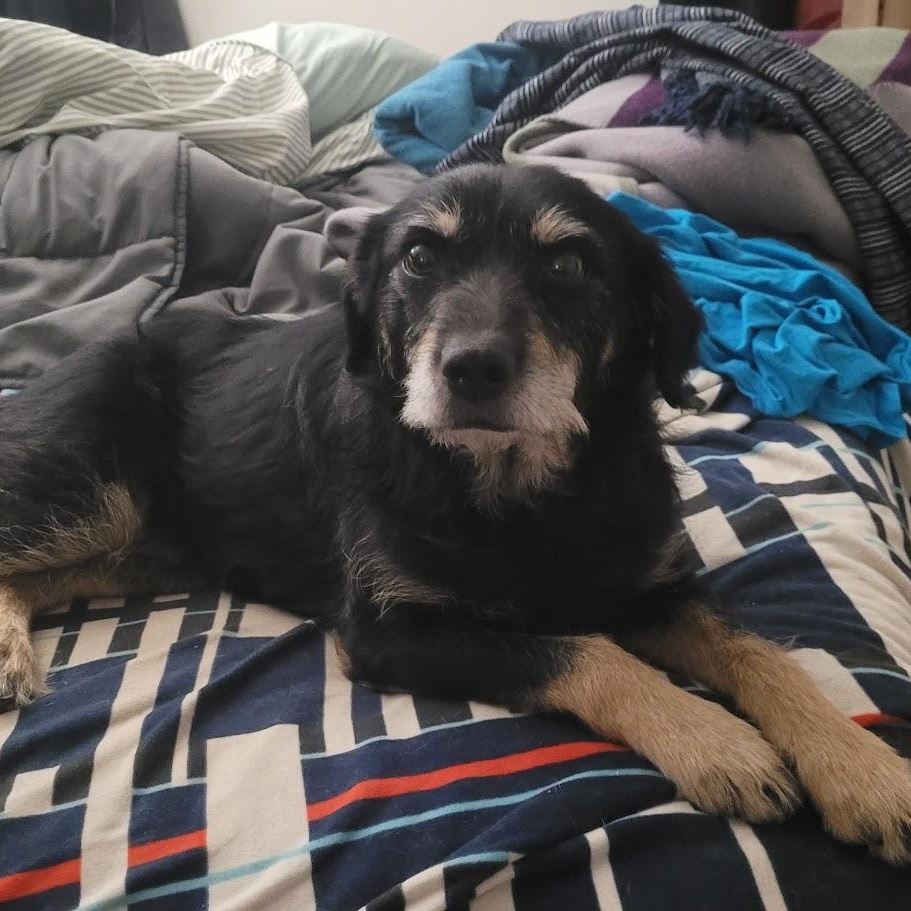 Rita, a ADOPTABLE mixed breed in Minneapolis, MN image 5/6