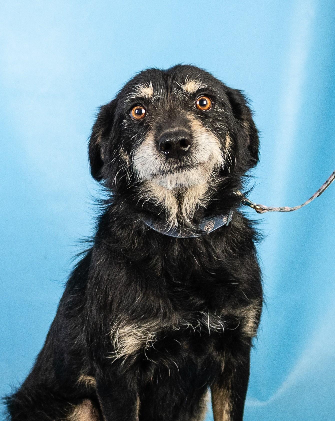 Rita, a ADOPTABLE mixed breed in Minneapolis, MN image 6/6