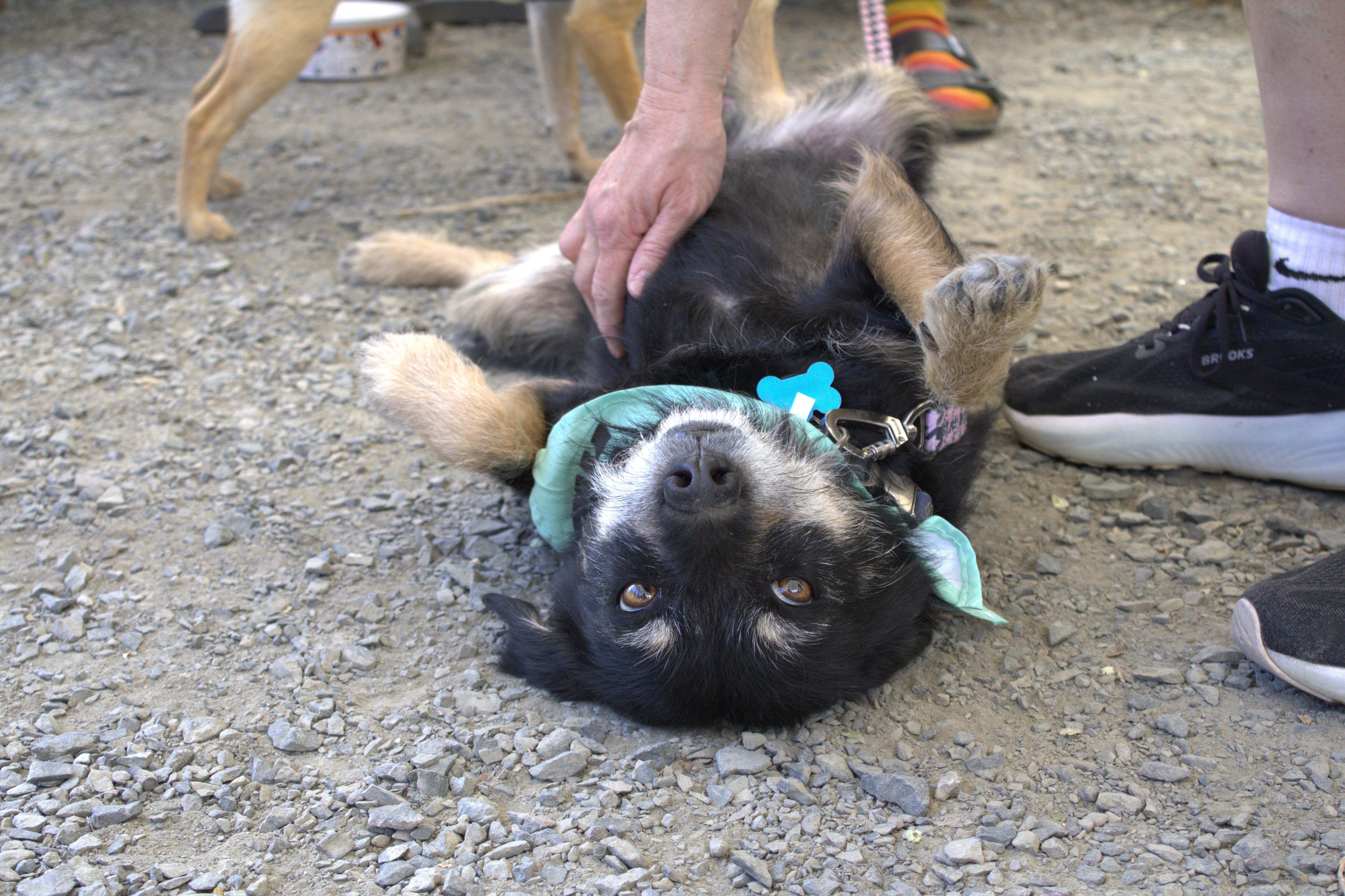 Rita, a ADOPTABLE mixed breed in Minneapolis, MN image 2/6
