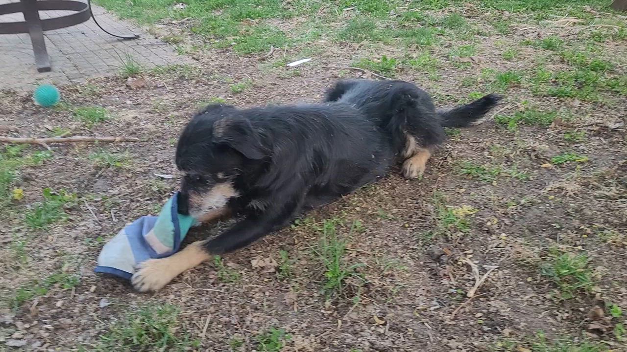Enlarge Rita, a ADOPTABLE mixed breed in Minneapolis, MN video 4/6