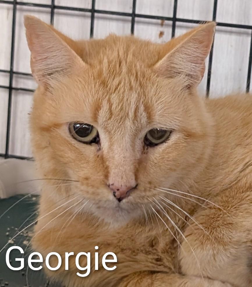 Enlarge Georgie, a ADOPTABLE Domestic Short Hair in Colfax, IA image 1/1