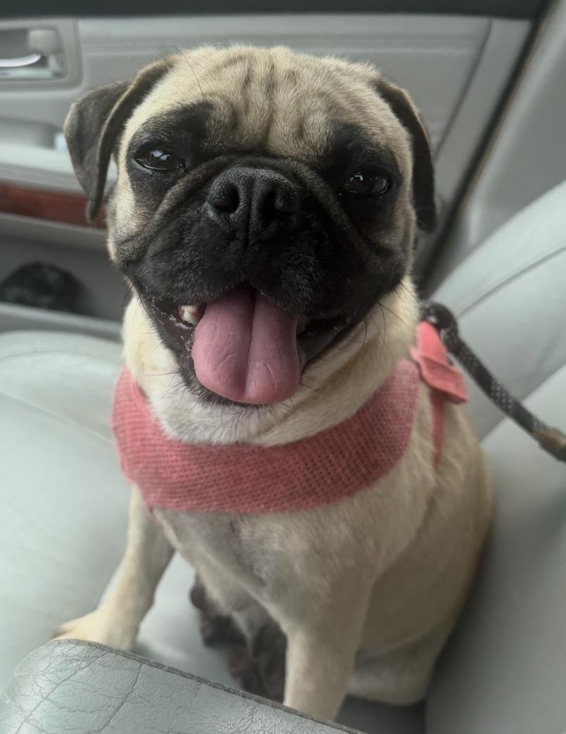 Camilla, Adoptable, Young Female Pug.