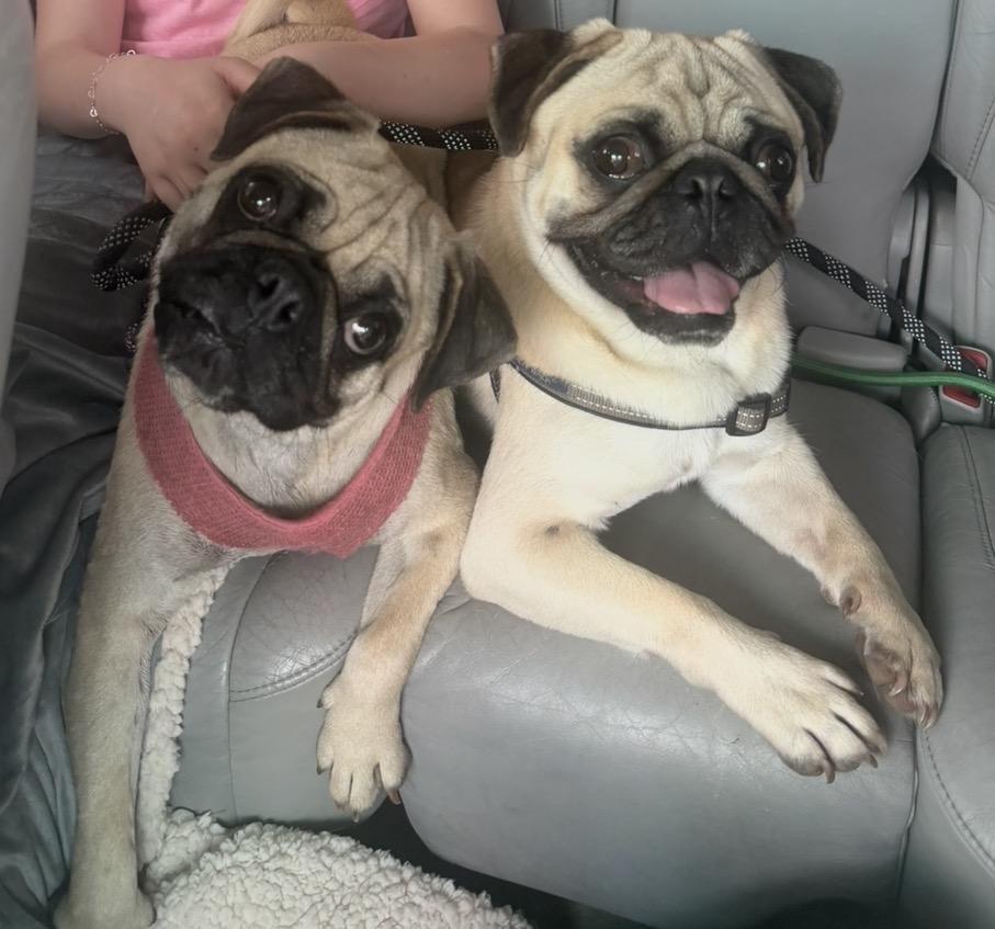 Enlarge Camilla, a Adoptable Pug in Naperville, IL image 2/6