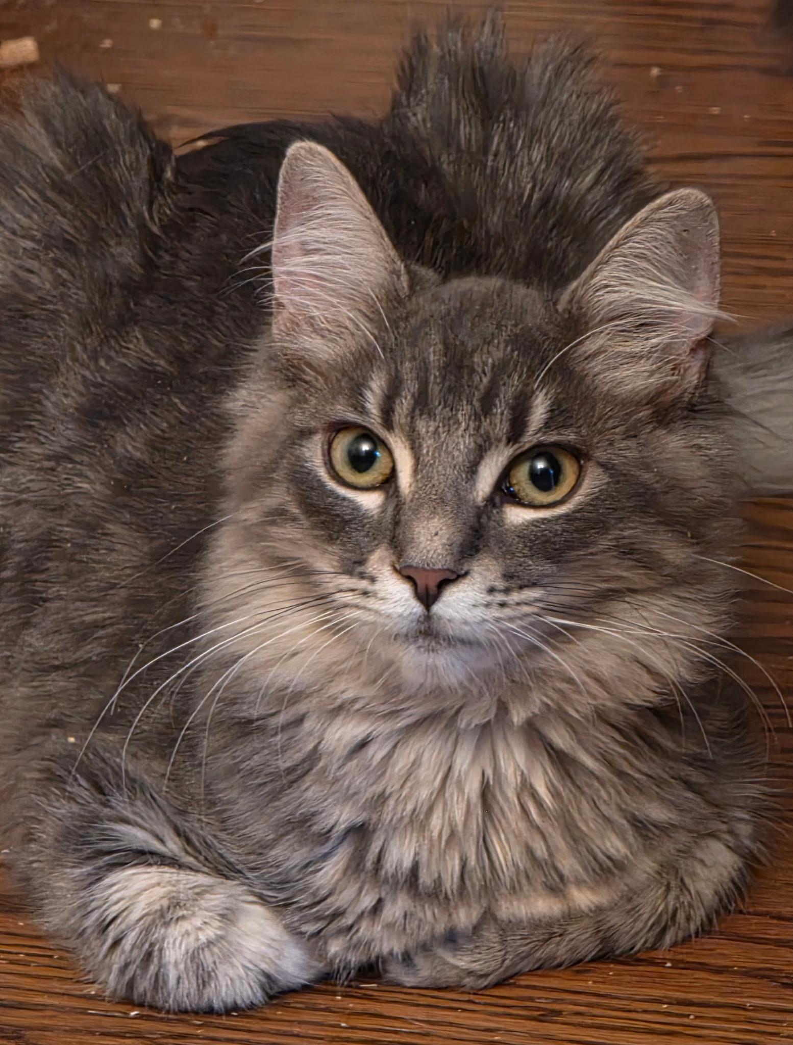 Enlarge Kelsea, an adopted Domestic Medium Hair in Auburn, CA image 2/3