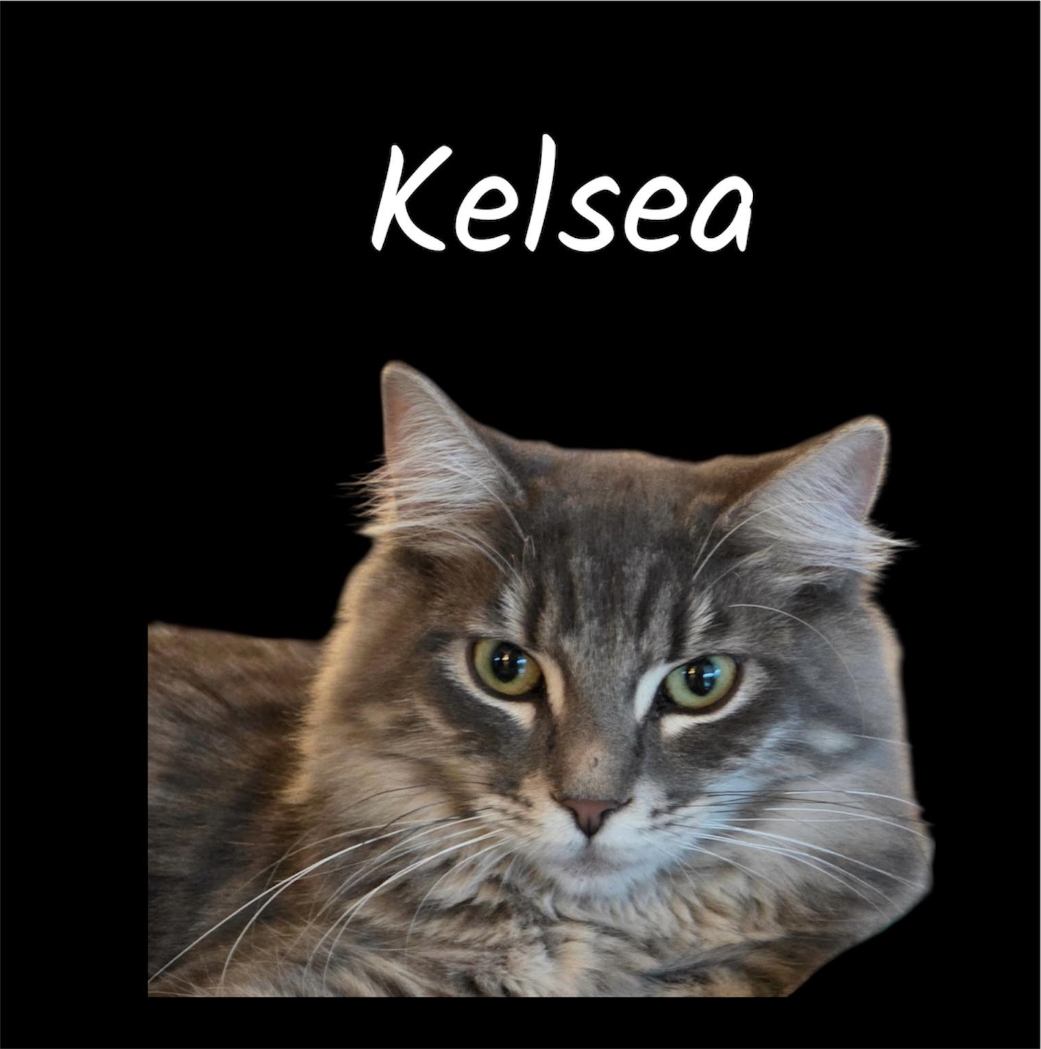 Enlarge Kelsea, an adopted Domestic Medium Hair in Auburn, CA image 1/3