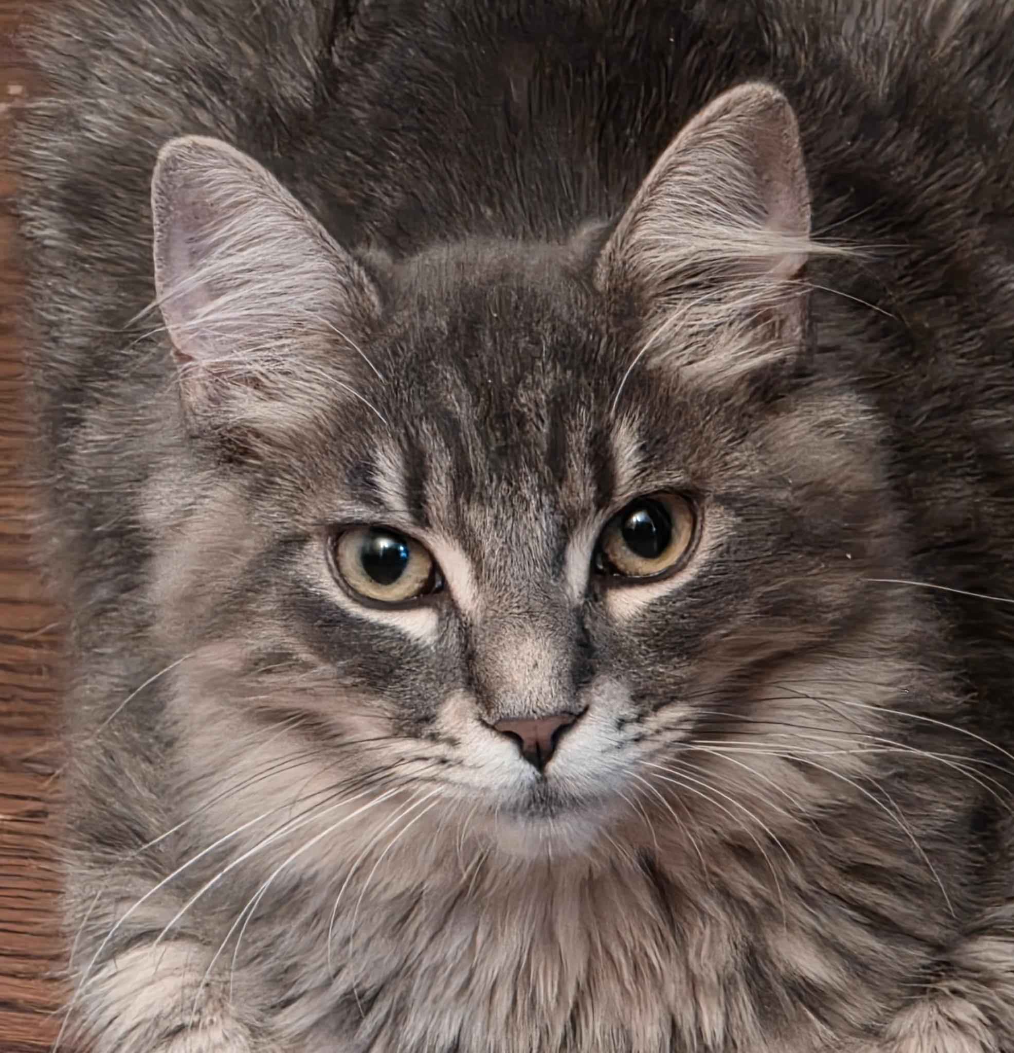 Enlarge Kelsea, an adopted Domestic Medium Hair in Auburn, CA image 3/3