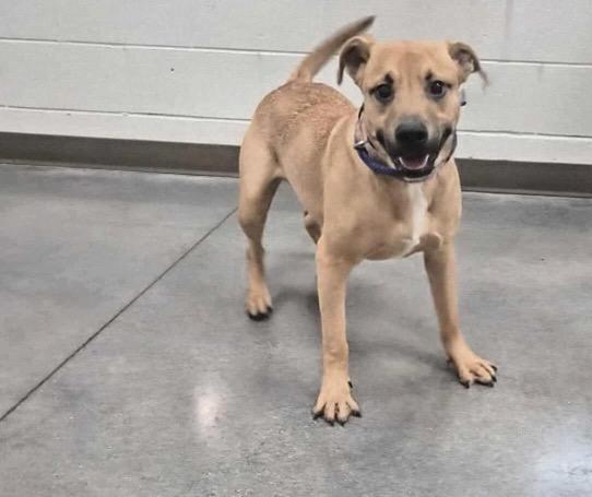 Dough, Adoptable, Young Male Mixed Breed.