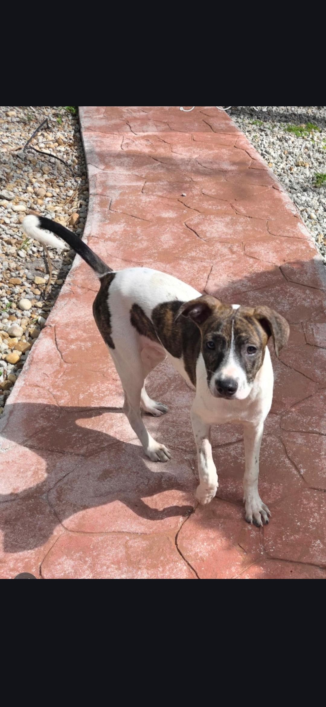 Willow , ADOPTABLE, Young Female Rat Terrier.