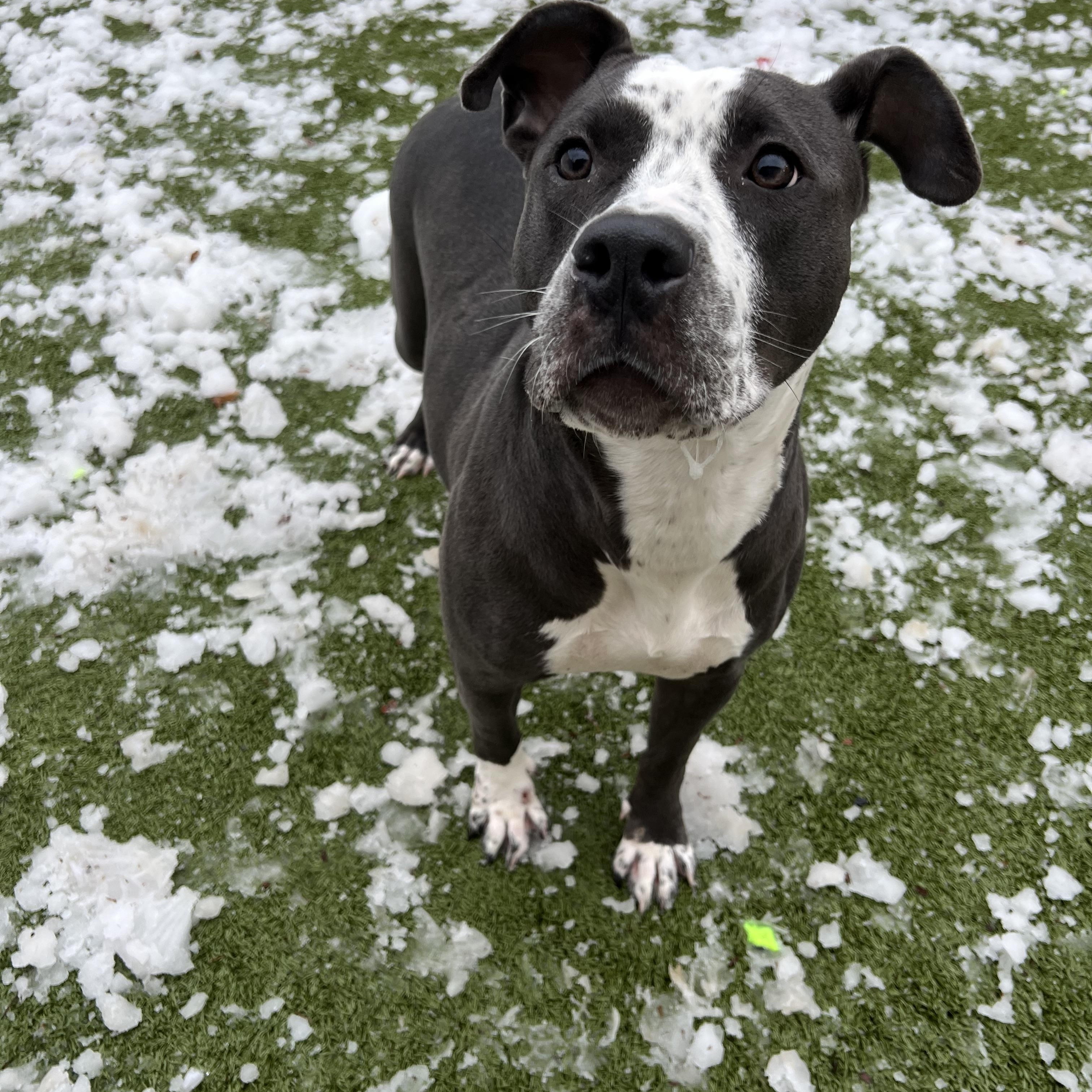 Enlarge Paramore, a Adoptable mixed breed in Binghamton, NY image 1/1