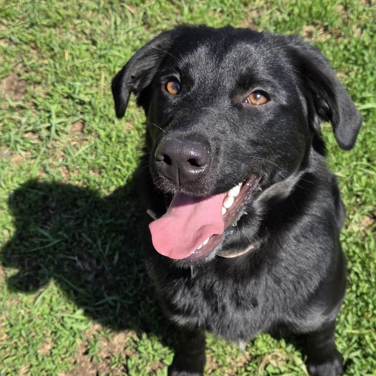 Mukwa, ADOPTABLE, Puppy Female Australian Shepherd & Labrador Retriever.
