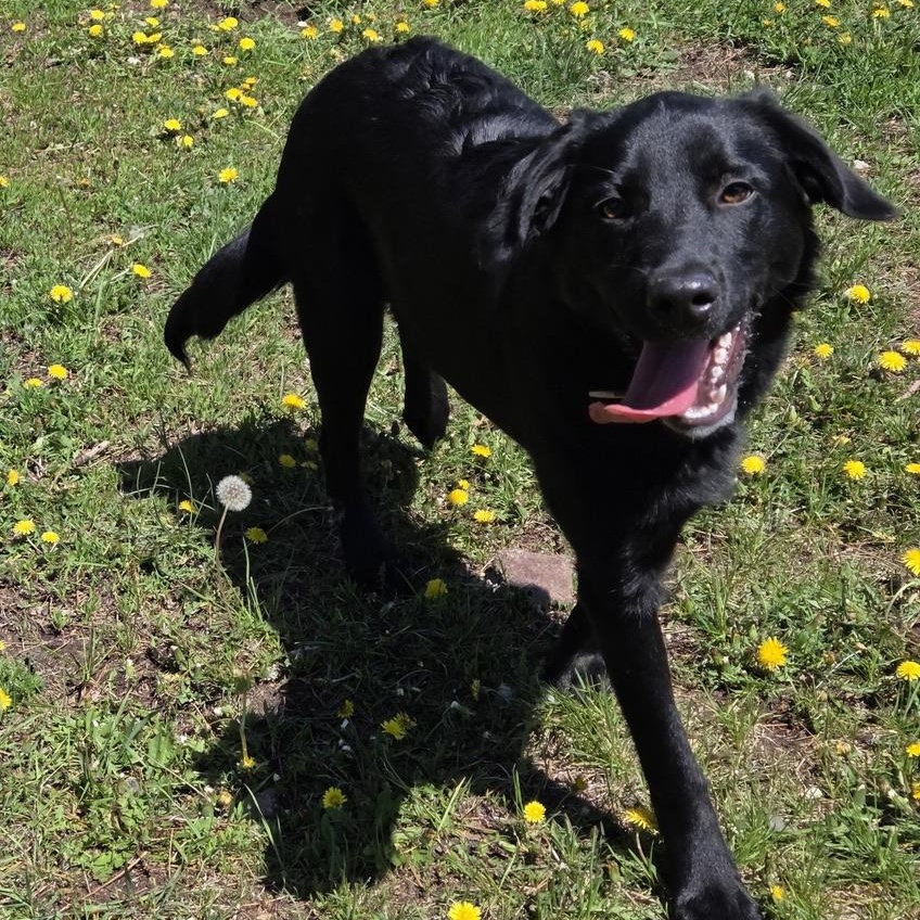 Mukwa, a ADOPTABLE mixed breed in Park Rapids, MN image 2/2