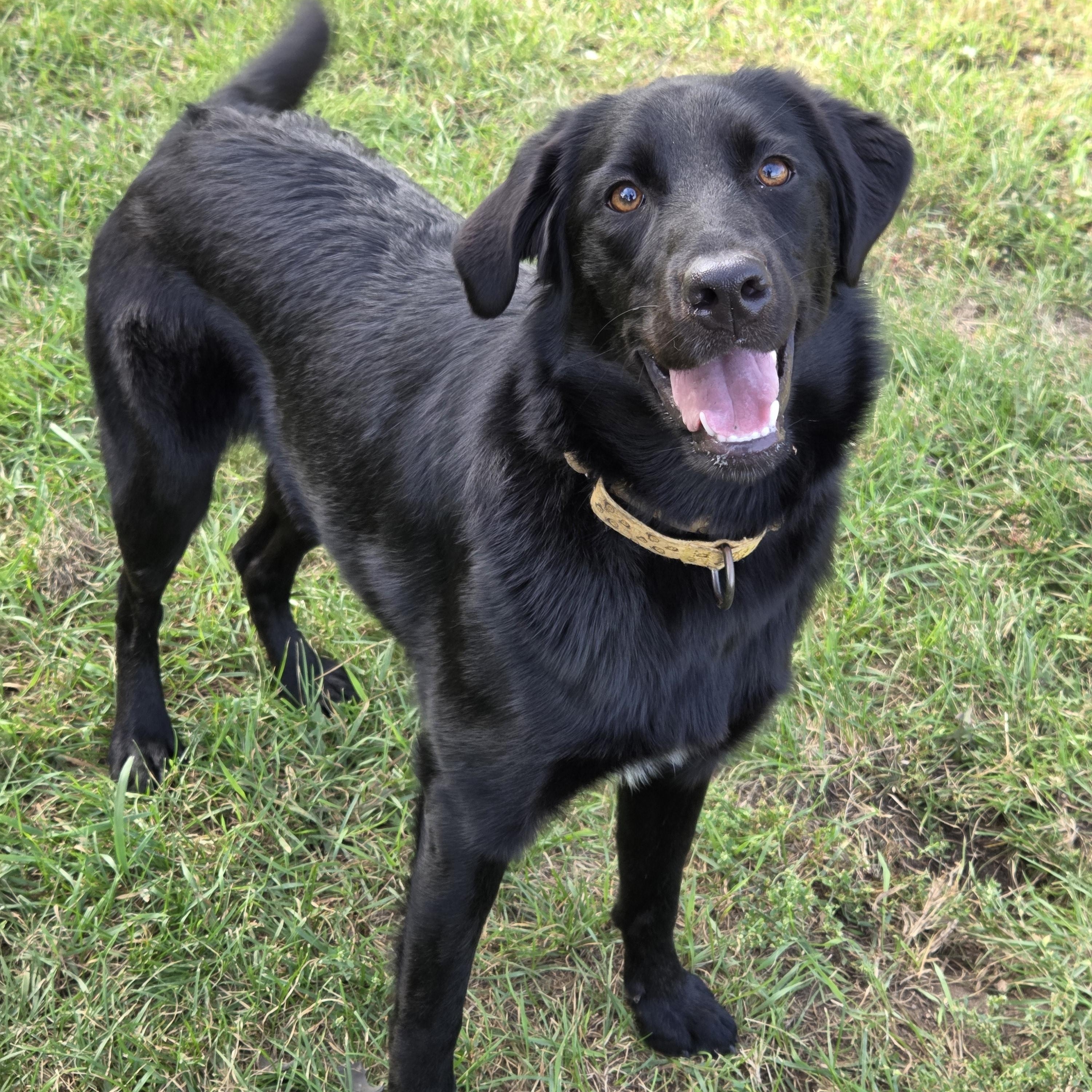 Mukwa, Adoptable, Puppy Female Australian Shepherd & Labrador Retriever.