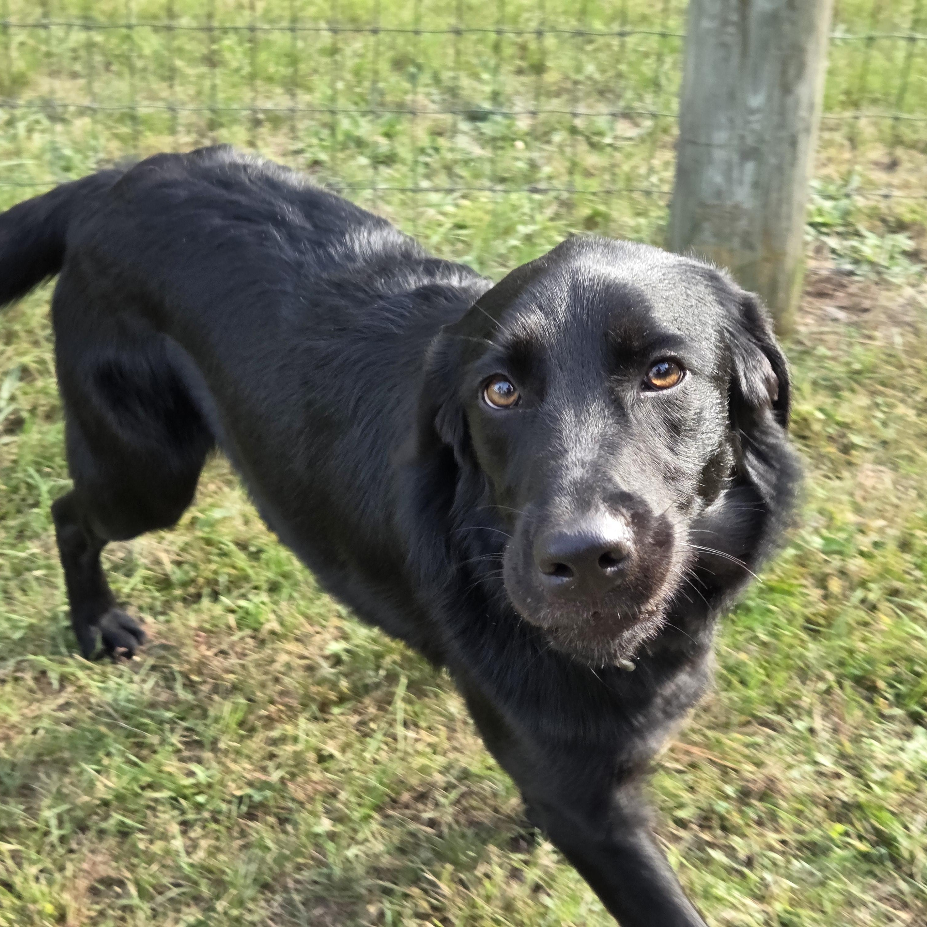 Enlarge Mukwa, a Adoptable mixed breed in Park Rapids, MN image 4/4
