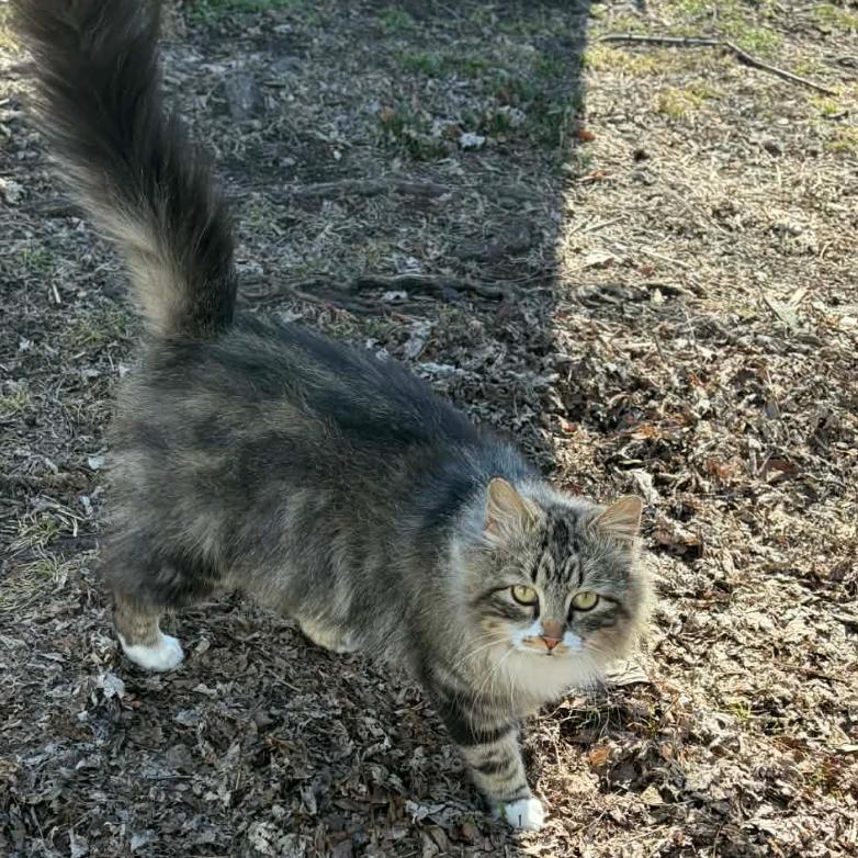 Enlarge Nancy Drew (Hardison 3), a Adoptable Domestic Medium Hair in Granby, MO image 1/1