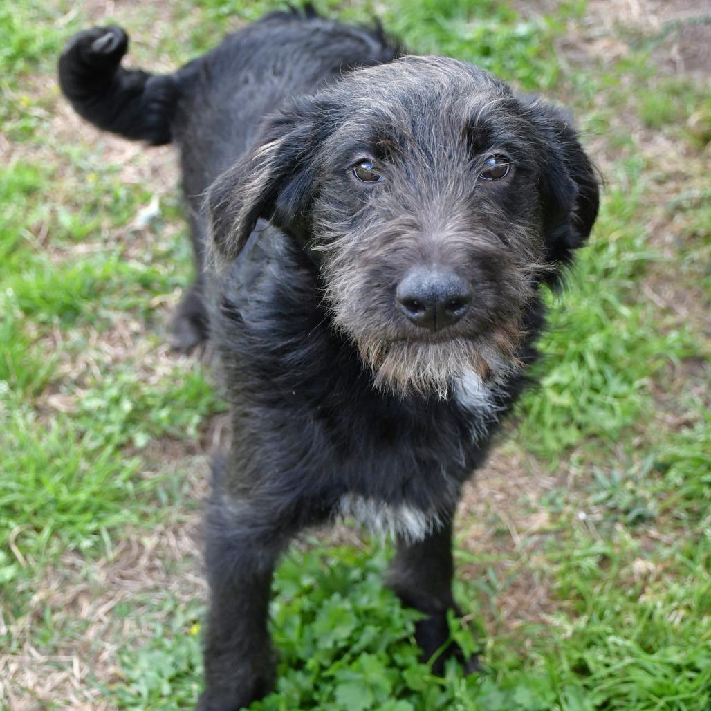 Patrick — thumbnail 3