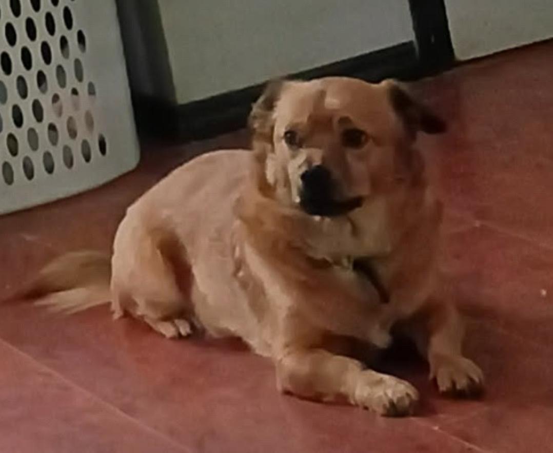 Enlarge Charlie, a ADOPTABLE mixed breed in Ross, OH image 1/1