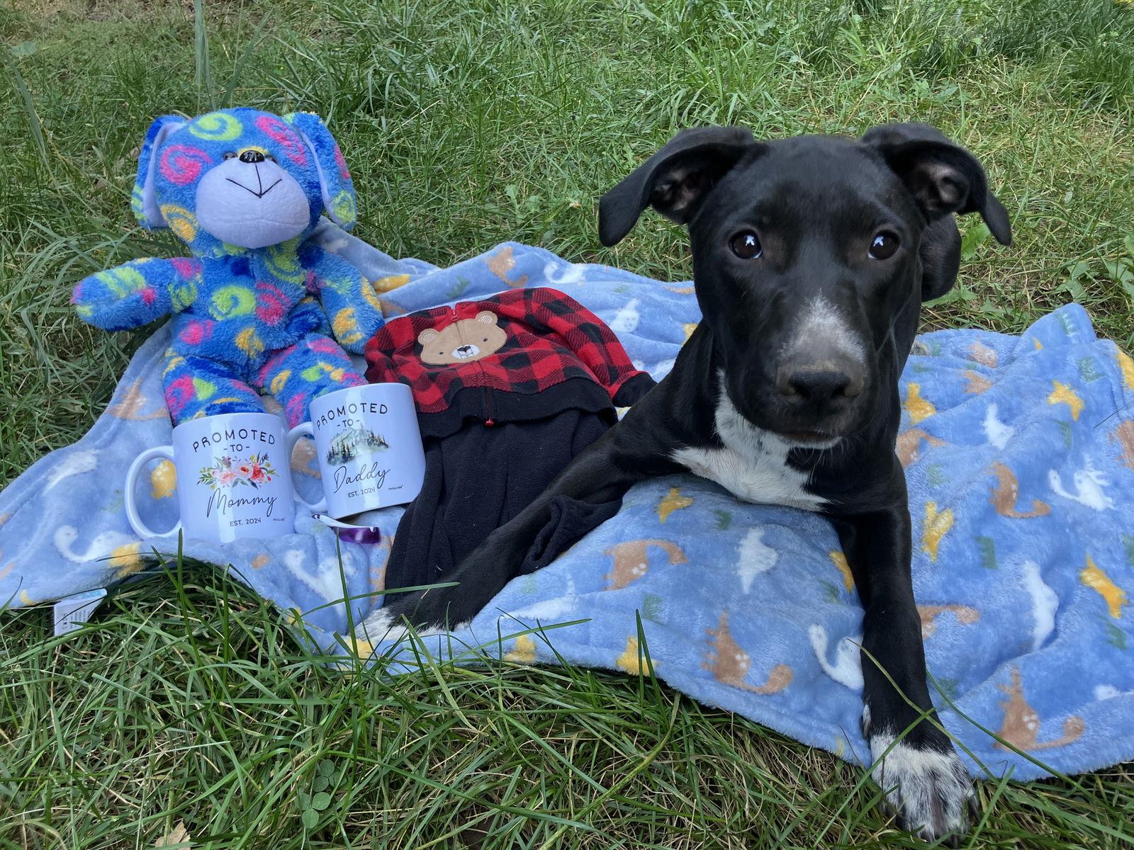 Whiskey, Adoptable, Young Female Dutch Shepherd.
